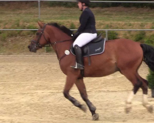 Reitturnier Brilon-Reitanlage Volbracht 2018