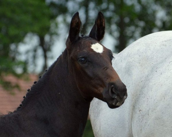 horse Hengst von Stakkato (Westphalian, 2017, from Stakkato)