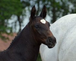horse Hengst von Stakkato (Westphalian, 2017, from Stakkato)