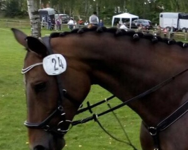 jumper Azira 4 (Hanoverian, 2007, from Advocat)