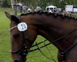 jumper Azira 4 (Hanoverian, 2007, from Advocat)