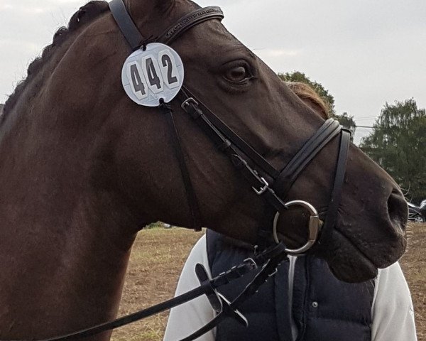 dressage horse Valerie 72 (German Riding Pony, 2007, from Three-Stars Valino)