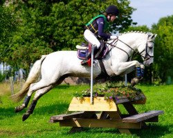 stallion Springfield Shadow (Connemara Pony, 2003, from Innellan Kestrel 15 IC)