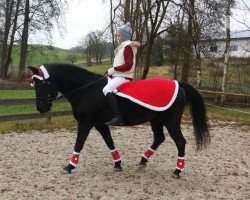 dressage horse Chocolat 2 (Austrian Reitpony, 1997)