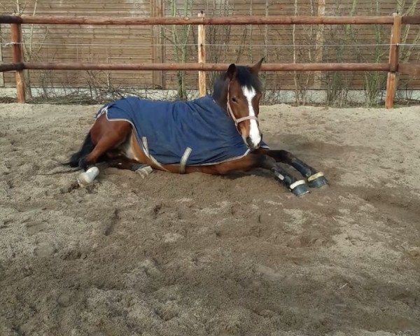 dressage horse Kalimero 76 (German Riding Pony, 2008, from King of Dance)