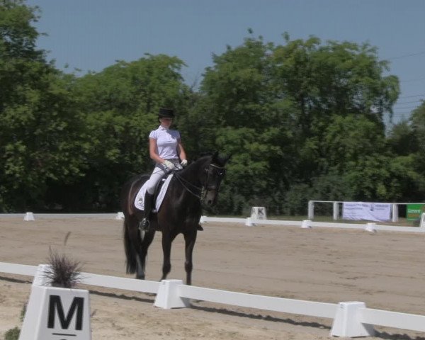 Reitturnier Baschütz bei Bautzen 2018