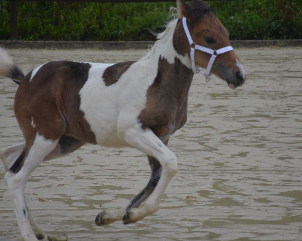 horse Svea S (Lewitzer, 2017, from Romeo)