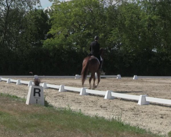 Reitturnier Baschütz bei Bautzen 2018