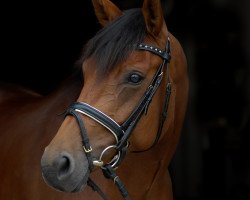 horse Laureen (Rhinelander, 2010, from Lord Loxley I)
