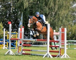 jumper Cor Am (German Sport Horse, 2011, from Consotho)