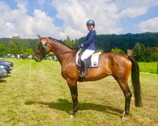 jumper Big Beauty (German Warmblood, 2008, from Blackstone I)