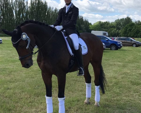 dressage horse Ideal 44 (Württemberger, 1998, from Iberio)