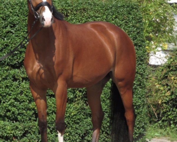 Springpferd Timbolino (Westfale, 2012, von Tamango)