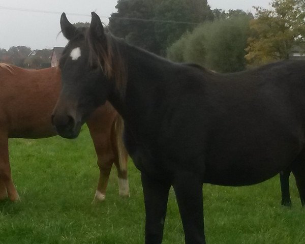 horse Darvin Duke of Wellington (Westphalian,  , from Dante Weltino Old)