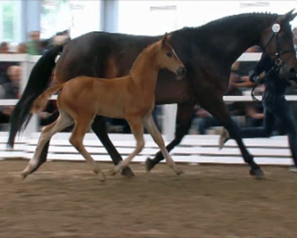 Zuchtstute Rahel (Hannoveraner, 2007, von Riccione)