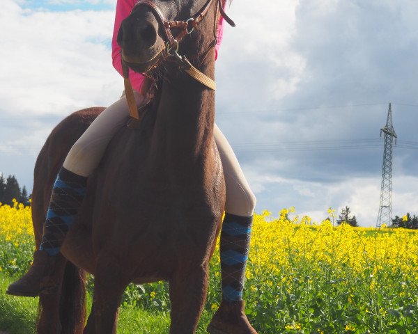 Cavallo Noemy 2 (Pony da Sella Tedesco, 2004, di Homer)