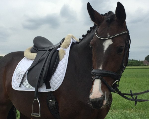 dressage horse Quäntchen Glück 19 (Westphalian, 2012, from Quaterhall)