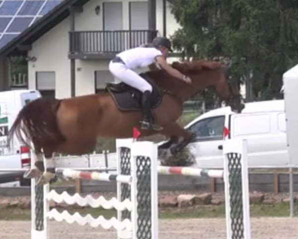 jumper Pik Flash (Westphalian, 2007, from Pik Labionics)