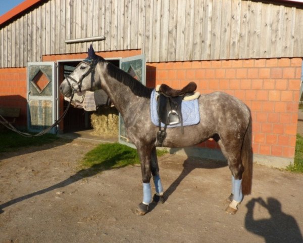horse Felix (Hanoverian, 2012, from Feuerspiel)