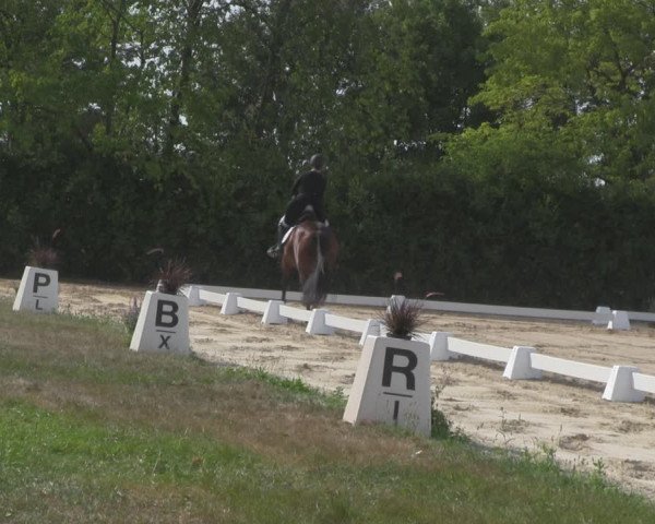 Reitturnier Baschütz bei Bautzen 2018