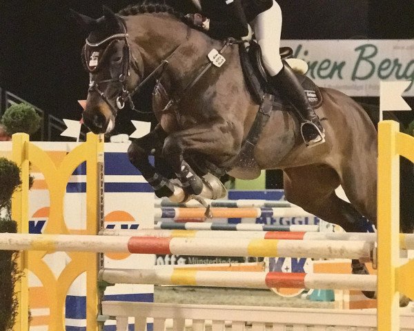 broodmare Cleo 139 (Westphalian, 2004, from Collin L)