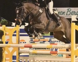 broodmare Cleo 139 (Westphalian, 2004, from Collin L)