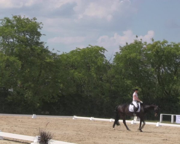 Reitturnier Baschütz bei Bautzen 2018