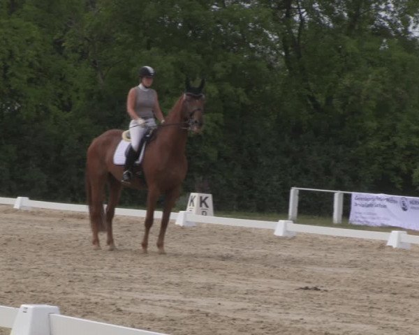 Reitturnier Baschütz bei Bautzen 2018
