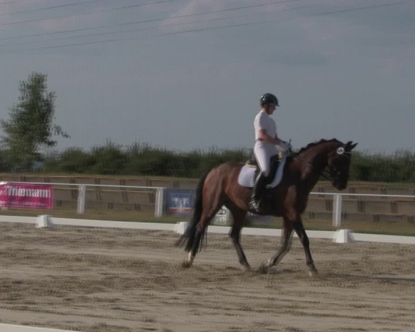 Reitturnier Baschütz bei Bautzen 2018