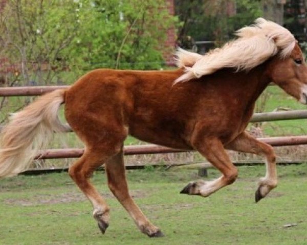 horse Fina Arsol (Iceland Horse, 2015, from Phönix vom Idablick)