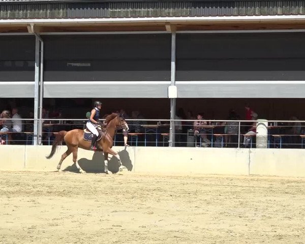 Schwyzer Pferdesporttage 2018