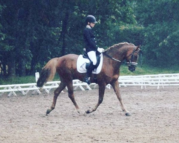 Dressurpferd Diamonds Dash (Deutsches Reitpony, 2011, von Dressman III) Dressurpferd Diamonds Dash (Deutsches Reitpony, 2011, von Dressman III)