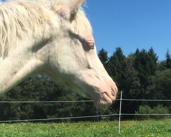 horse Bluepearl Dancer (German Riding Pony, 2017, from Diamond Touch NRW)