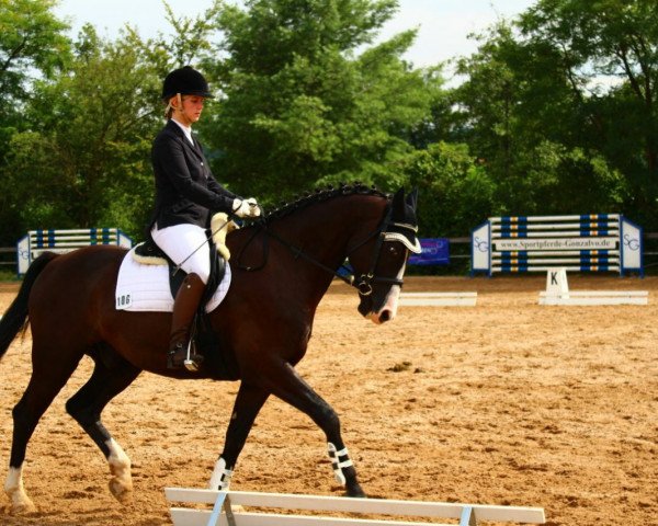 horse Countdown 65 (Bavarian, 2011, from Conteur)