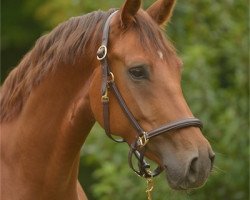 dressage horse Minimi 2 (Hanoverian, 2009, from Fidertanz)