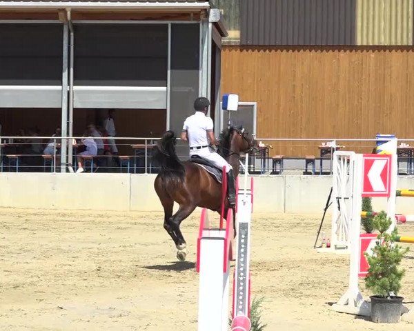 Schwyzer Pferdesporttage 2018