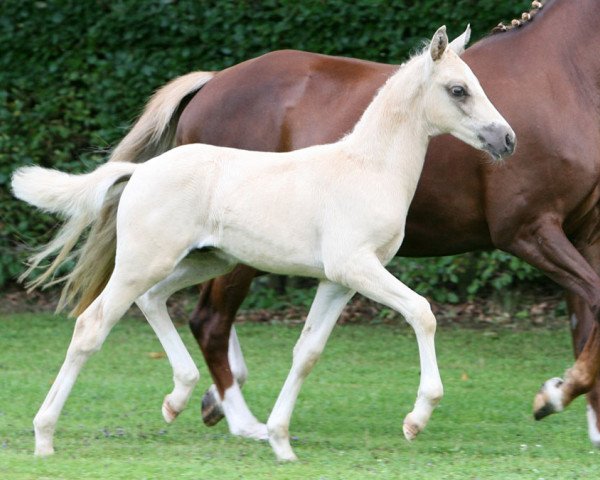 stallion DE-Luxe (German Riding Pony, 2017, from Dreiklang AT NRW)