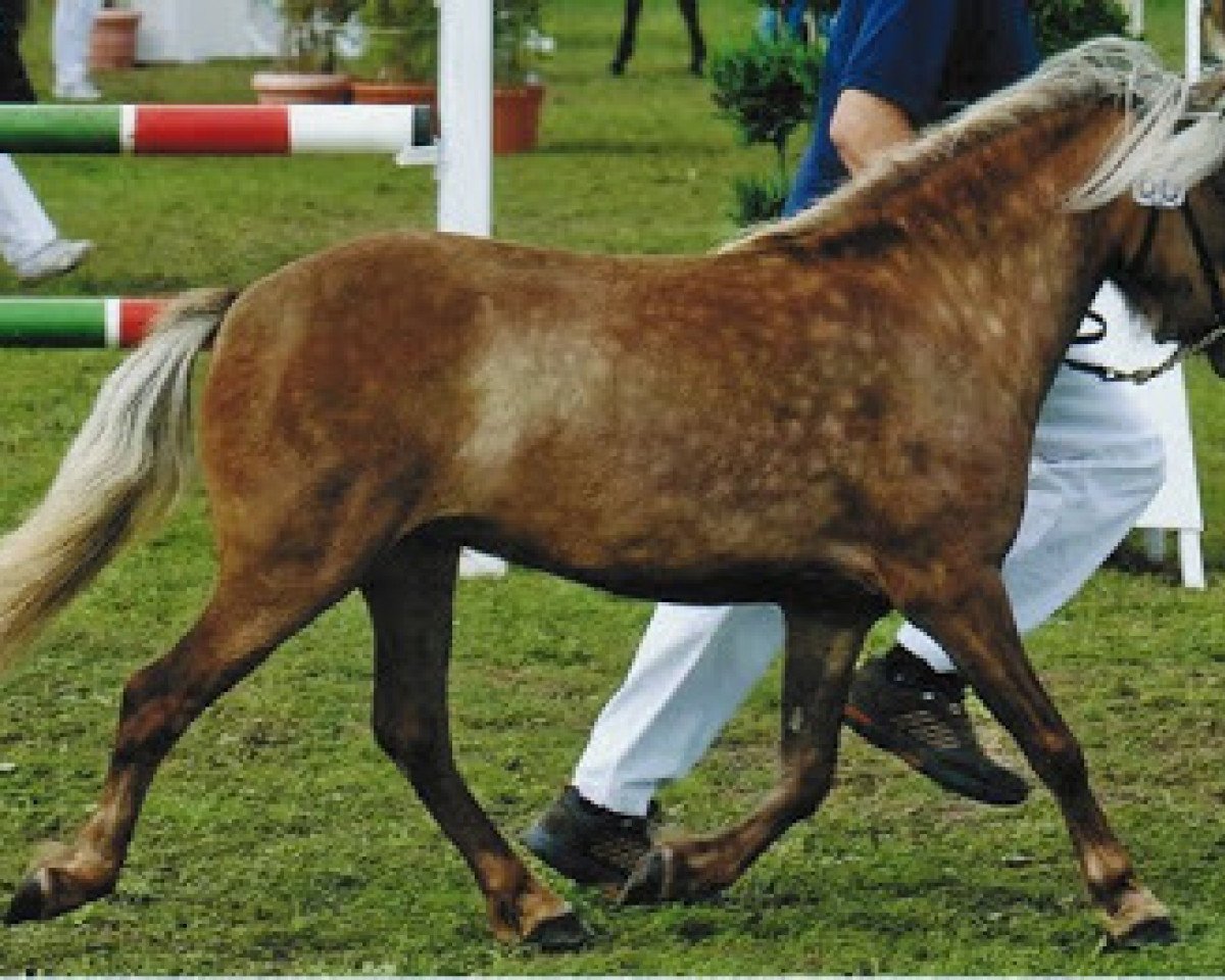 Zuchtstute Josie v.Kleefeld (Deutsches Classic Pony, 2006, von Jamil vom Moritzberg)