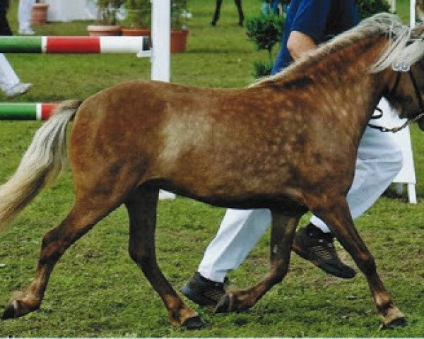 broodmare Josie v.Kleefeld (German Classic Pony, 2006, from Jamil vom Moritzberg) broodmare Josie v.Kleefeld (German Classic Pony, 2006, from Jamil vom Moritzberg)