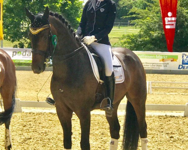 dressage horse Laurel T (Hanoverian, 2009, from Laurent)