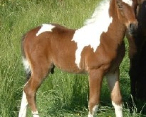 dressage horse Gandalf S 2 (Lewitzer, 2008, from Graveur)