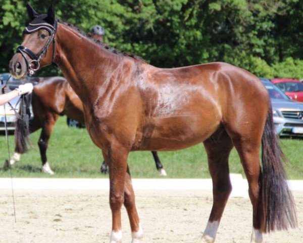 dressage horse Frohsinn 52 (Westphalian, 2013, from Franziskus FRH)