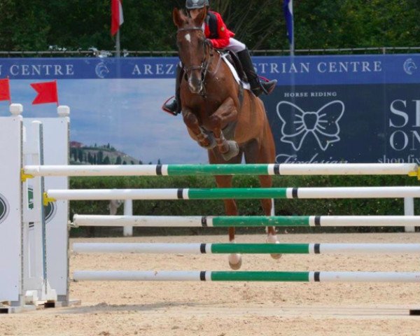 jumper Cabdula I T (Czech Warmblood, 1997, from Cabdula du Tillard)