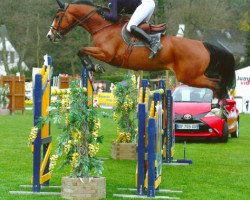 jumper Isarus (Belgian Warmblood, 2008, from Cooper van de Heffinck)