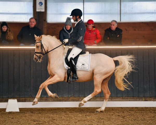 Dressurpferd Golden Prince WE (Deutsches Reitpony, 2016, von Golden West NRW) Dressurpferd Golden Prince WE (Deutsches Reitpony, 2016, von Golden West NRW)