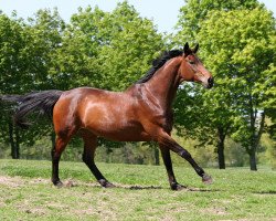 dressage horse Honey-Moon 4 (Hanoverian, 2005, from Hochadel)