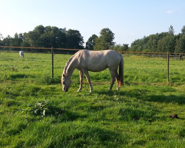 Pferd Die kleine Blonde (Deutsches Reitpony, 2015, von Darubi Gold)