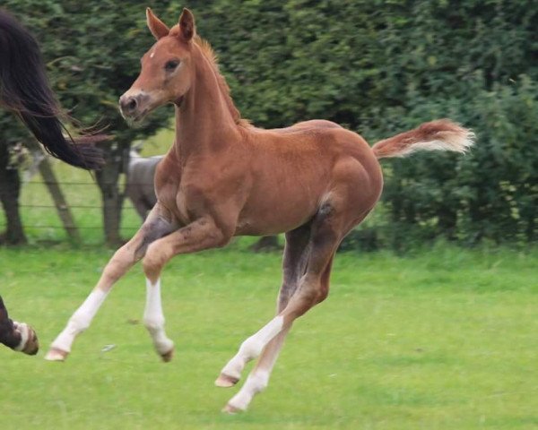 horse Sannabays Mambo (British Sport Horse, 2017, from Dream On) horse Sannabays Mambo (British Sport Horse, 2017, from Dream On)