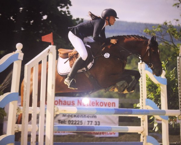 broodmare Carla 213 (Holsteiner, 2010, from Casall Ask)