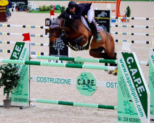 jumper Uppercut Di San Patrignano (Italian Warmblood, 2002, from Concorde)